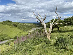 Creech Hill dead tree in the Virtual Swanage Gallery
